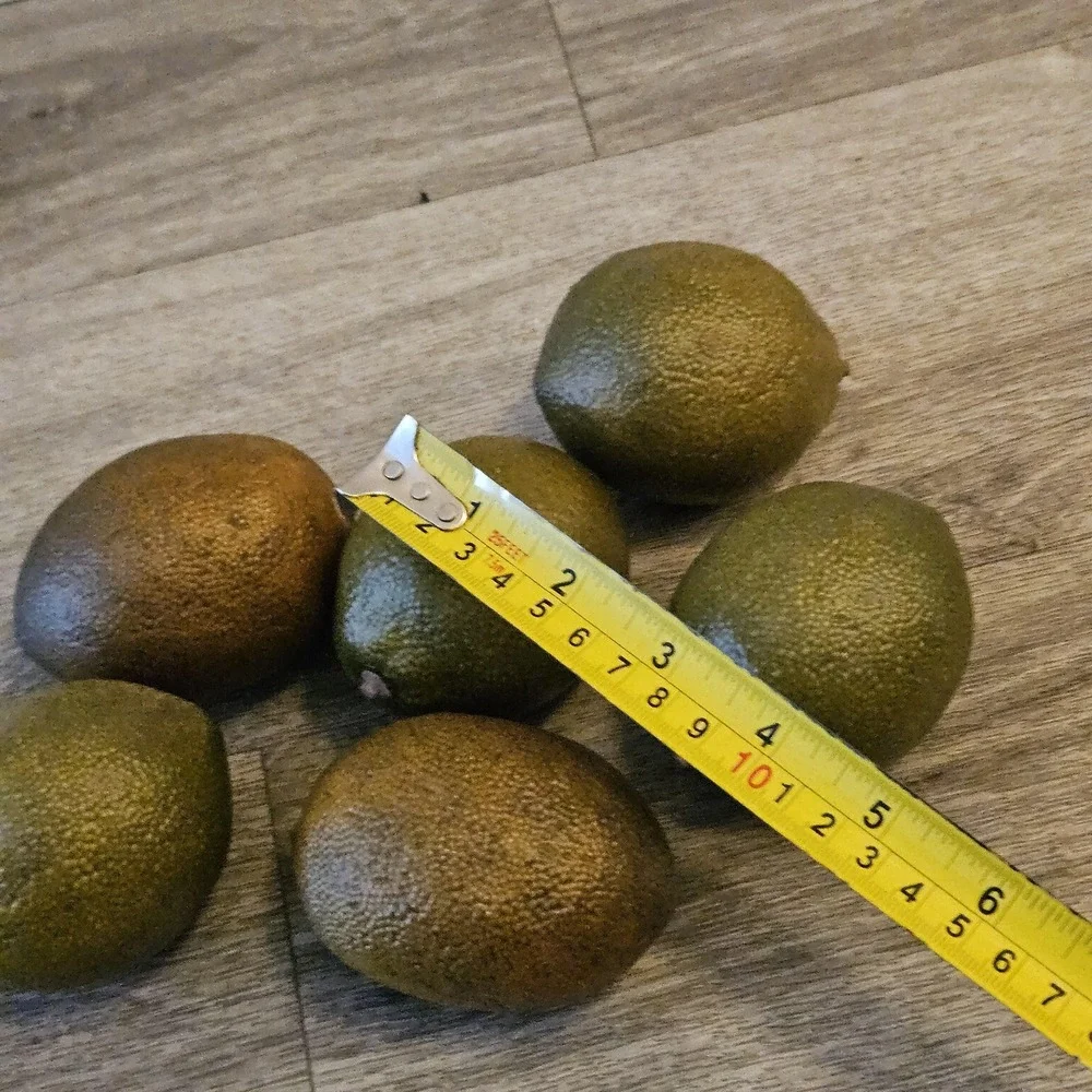 Vintage Artificial Realistic Large Prop Limes Life Size Faux Fruit‎ Lot 6 Fake